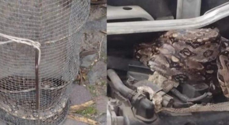 Hombre halla serpiente en el motor de su auto en Tepic