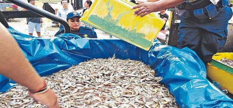 Pescadores de Nayarit acusan a CNAP de corrupción por saqueo de camarón