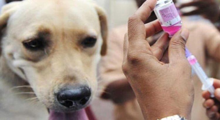 Urgen campañas de vacunación contra la rabia en Tepic