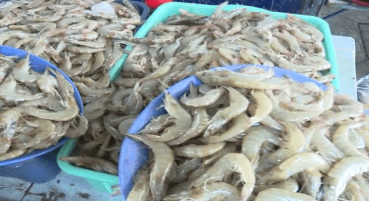 Aumenta el precio del camarón en Tepic y bajó la venta para comerciantes
