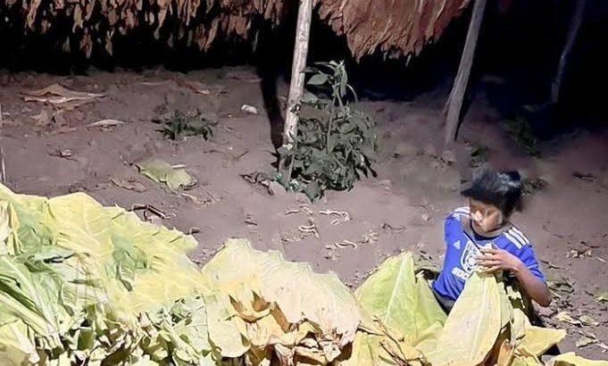 Industria tabacalera le explota a niños en Nayarit