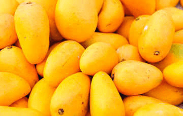 Nayarit, el tercer mayor productor de mango del país
