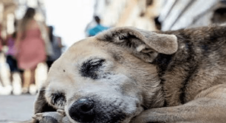 Garantizar la protección y el bienestar a los animales callejeros