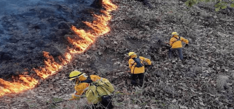 Incendios forestales arrasan con mil 600 hectáreas en Nayarit