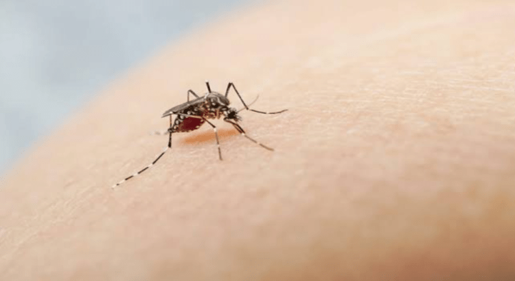 Confirman 14 casos de dengue en Nayarit