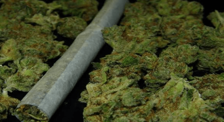 Diputado dice no a la legalización de la mariguana