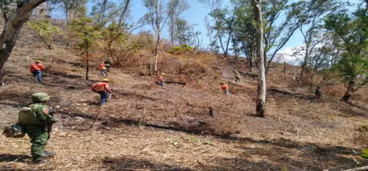 Gobierno de Nayarit plantará 4 mil árboles en el cerro de San Juan