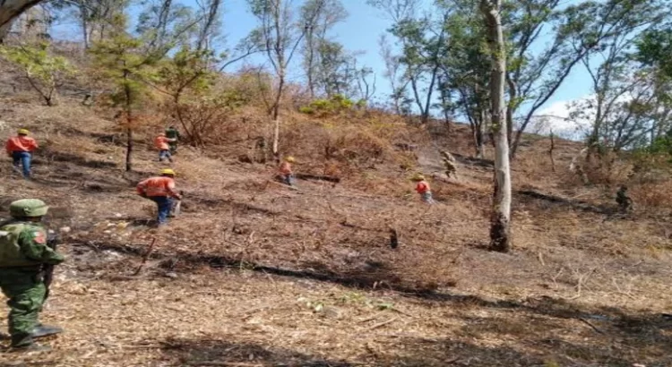 Gobierno de Nayarit plantará 4 mil árboles en el cerro de San Juan