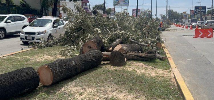 Reportan 74 árboles en Tepic con alto riesgo de caer