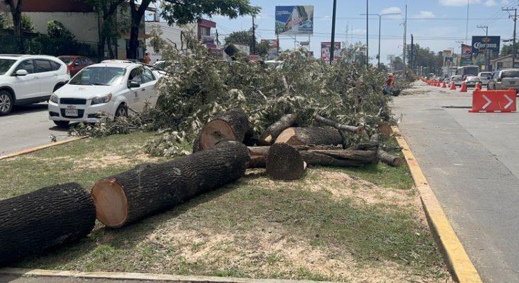 Reportan 74 árboles en Tepic con alto riesgo de caer