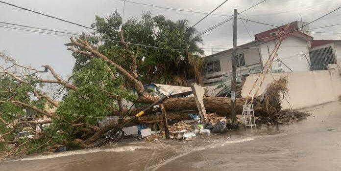 Intensa lluvia en Tepic provocan caída de postes de luz y árboles