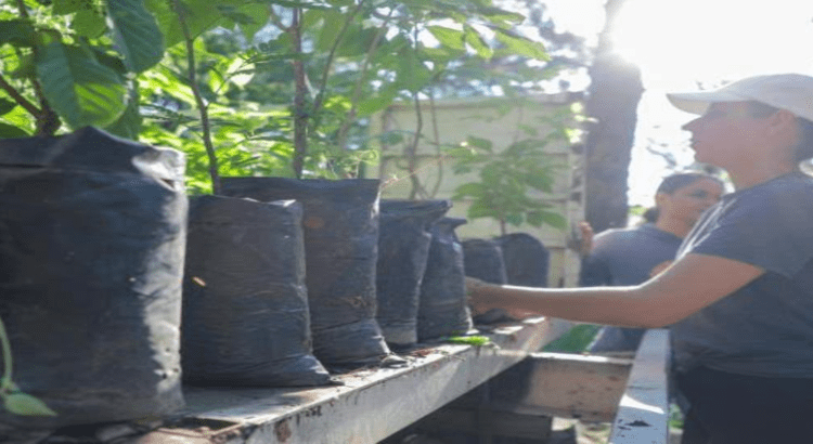 Gobierno de Tepic planta 5 mil árboles más en el cerro de San Juan