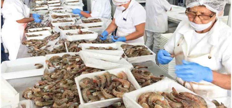 Pronostican a Nayarit como tercer productor nacional de camarón
