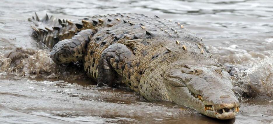 Capturan enorme cocodrilo en la zona del Pantanal en Xalisco, Nayarit