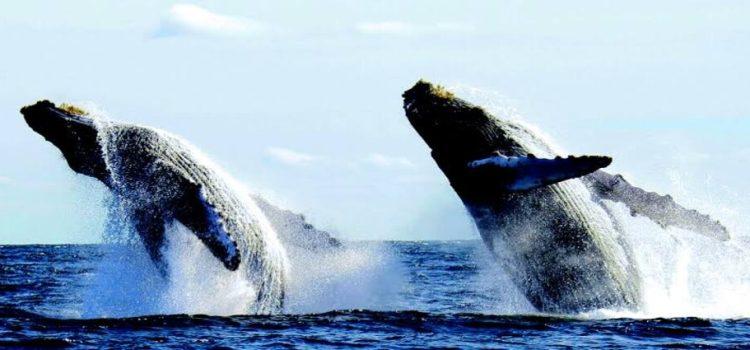 Gobierno de México anuncia las fechas para observar ballenas en Nayarit