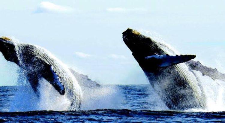 Gobierno de México anuncia las fechas para observar ballenas en Nayarit