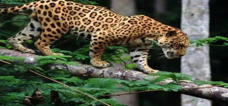 Registra Nayarit 10 asesinatos de pumas y jaguares por humanos