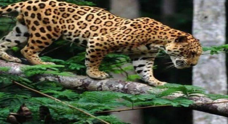 Registra Nayarit 10 asesinatos de pumas y jaguares por humanos