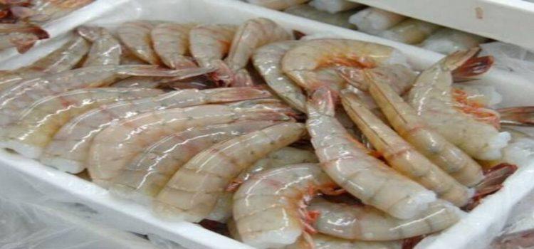 Escasea el camarón en el sector restaurantero de Nayarit