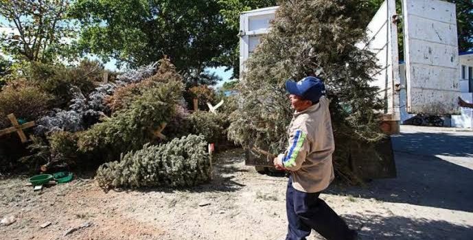Comienza Gobierno de Tepic a recolectar pinos navideños naturales para evitar contaminación