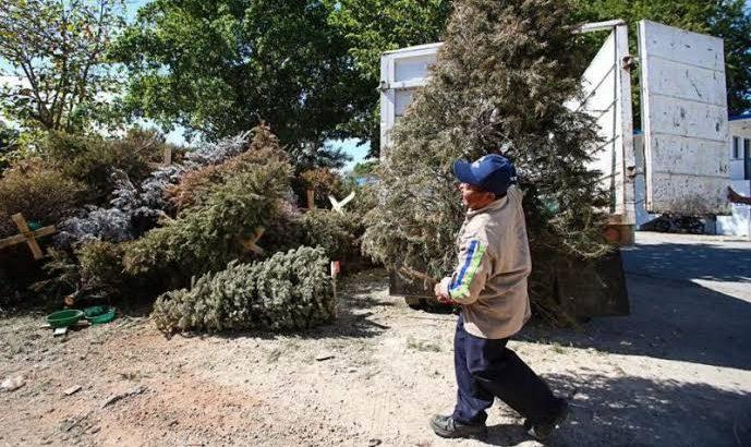 Comienza Gobierno de Tepic a recolectar pinos navideños naturales para evitar contaminación
