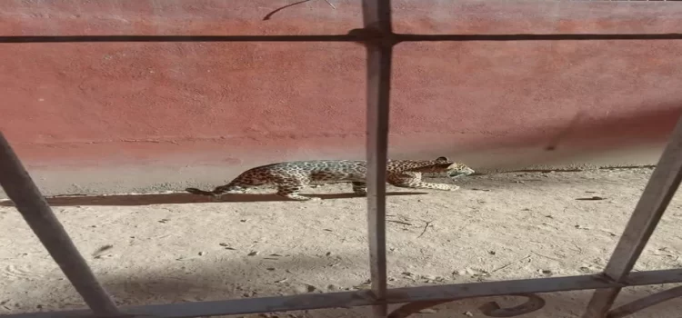 Localizan a un jaguar dentro de kínder en Bahía de Banderas