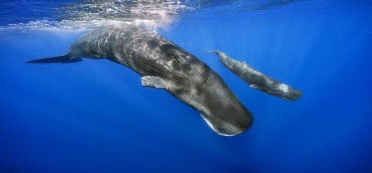 Ignorancia y negligencia humana amenazan a las ballenas