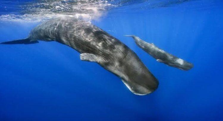 Ignorancia y negligencia humana amenazan a las ballenas