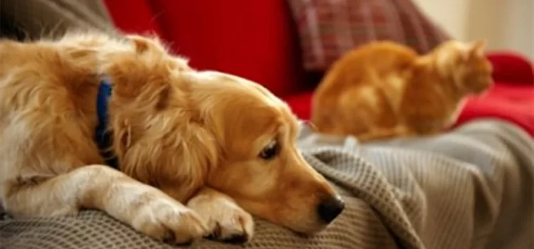 Condenan a divorciado a pagar pensión para sus perros y gato