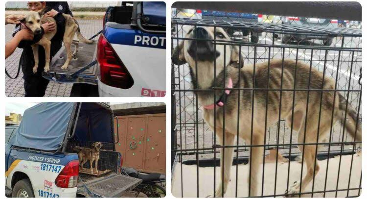 Rescata Unidad Canina de la Policía Tepic a perrita enferma y abandonada