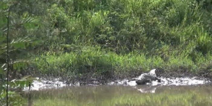 Más cocodrilos en las redes que en los ríos, dice Protección Civil de Tepic