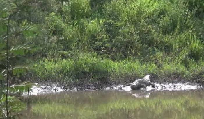Más cocodrilos en las redes que en los ríos, dice Protección Civil de Tepic