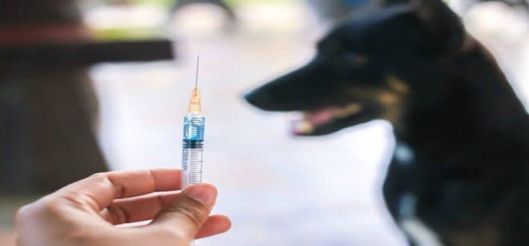 Realizarán jornada de vacunación antirrábica gratuita en Tepic