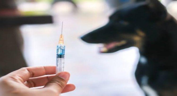Realizarán jornada de vacunación antirrábica gratuita en Tepic
