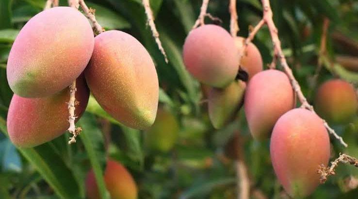 La producción de mango ya no es rentable en Nayarit