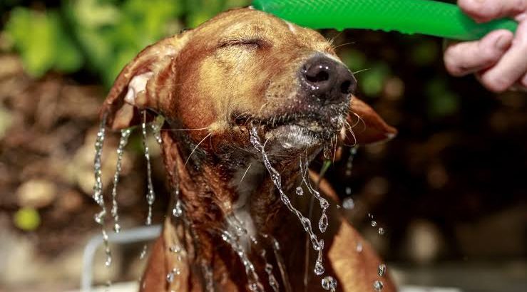 Cuida a tus mascotas, también pueden sufrir golpes de calor