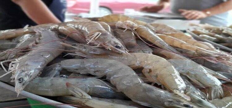 Feria Nayarit baja venta de camarón en centro histórico