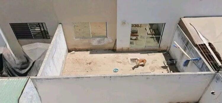 Perrito en malas condiciones en Bahía de Banderas provoca la movilización de autoridades