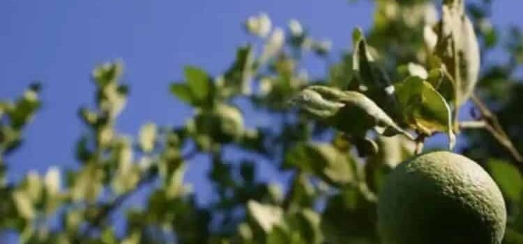 Prevén escasez de limón