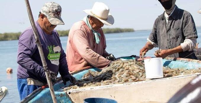 Pescadores camaroneros en Tepic piden a presidenta limpieza, Bienpesca y vigilancia
