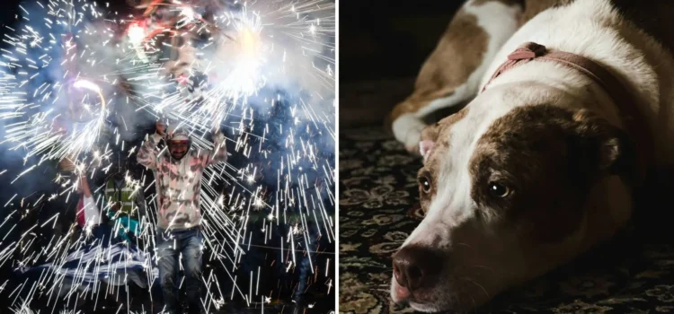 Bala perdida hiere a perro durante festejos de Año Nuevo en Tepic