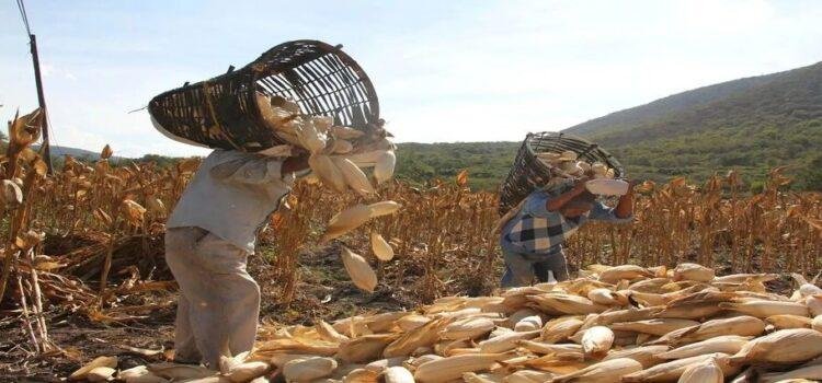 Malbaratan maiceros cosecha por falta de liquidez