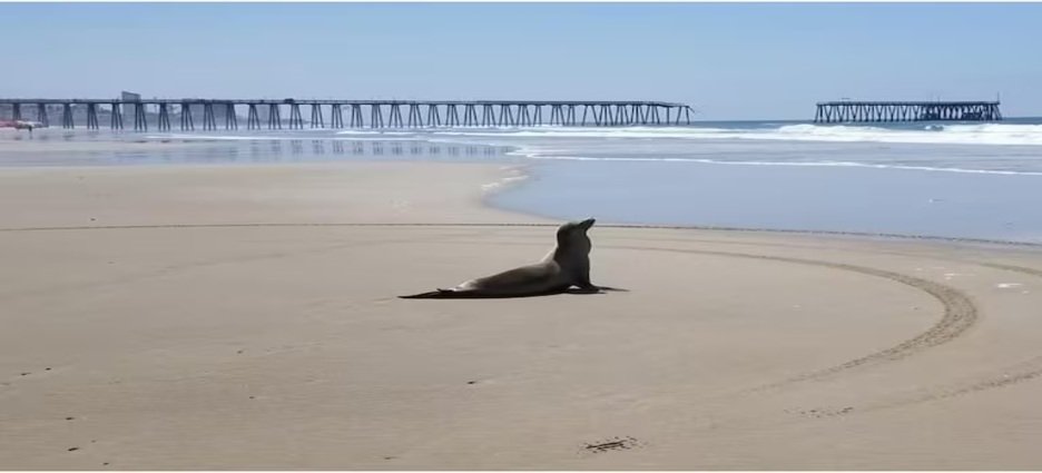 Especialistas niegan relación entre lobo marino lesionado y presencia de orcas en Nayarit
