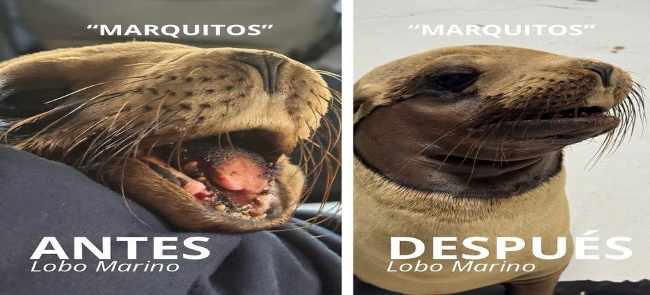 Marquitos está fuera de peligro tras exitosa cirugía de mandíbula