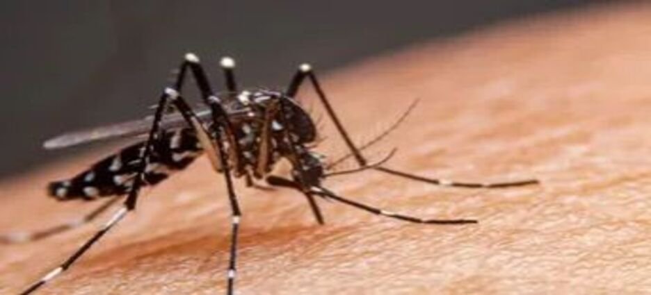 Registra Nayarit 17 casos de dengue hasta la semana seis