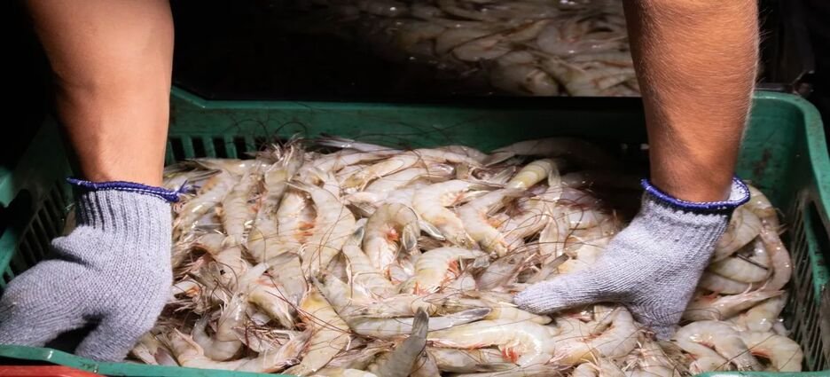 Camarón nayarita podría enfrentar crisis por presunto contrabando de camarón ecuatoriano