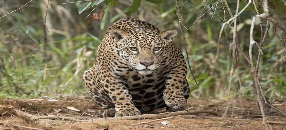 Cacería furtiva orilla al jaguar a atacar ganado en Nayarit