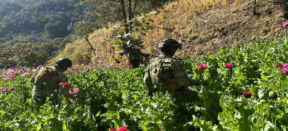 Operativos en Nayarit dejan destrucción de cultivos ilícitos y diversos aseguramientos