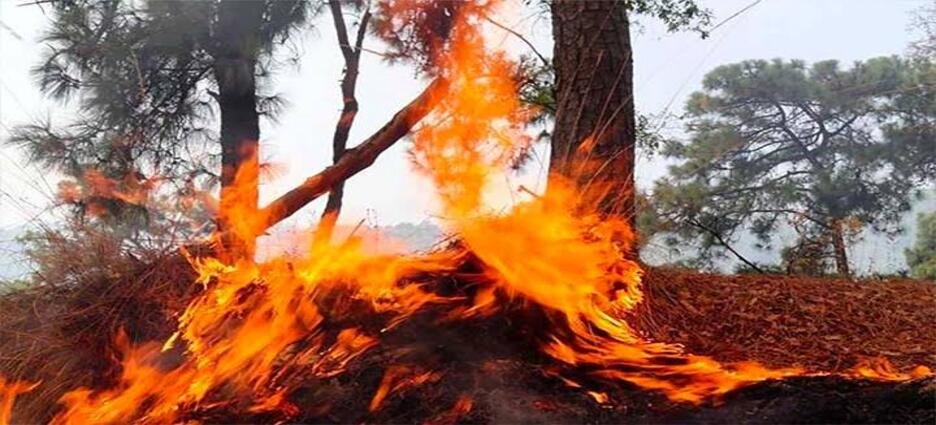 Nayarit encabeza lista nacional de superficie dañada por incendios forestales