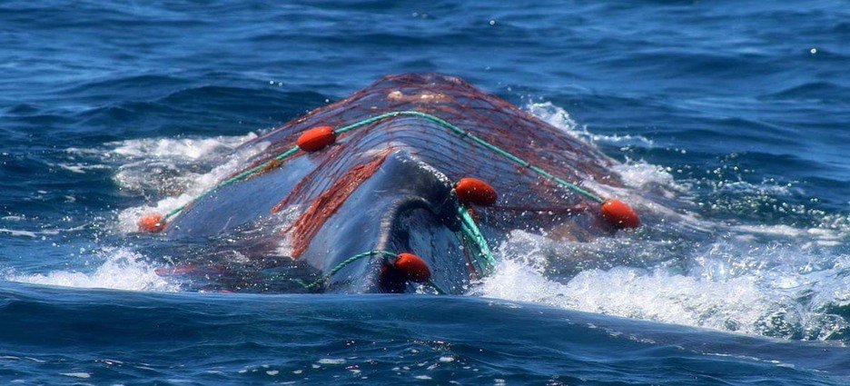Instalan flotadores para remolcar a ballena atrapada en canal de Cuautla
